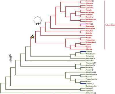 Evolution and Diversification of FRUITFULL Genes in Solanaceae